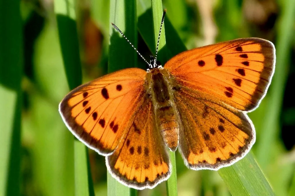 Lycaena dispar imago