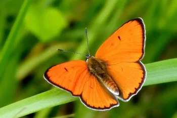 Lycaena dispar imago