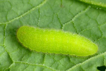 Lycaena dispar larva