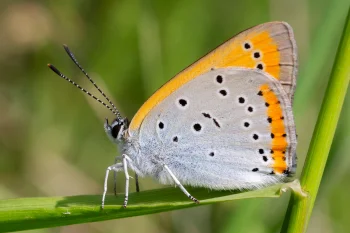 Lycaena dispar imago