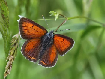 Lycaena hippothoe imago