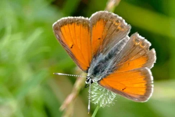 Lycaena hippothoe imago