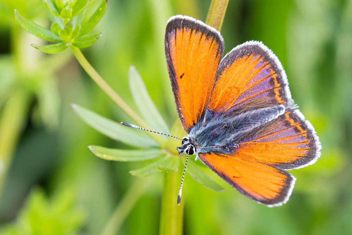 Lycaena hippothoe imago