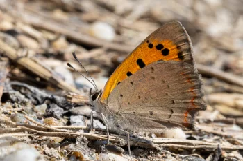Lycaena phlaeas imago