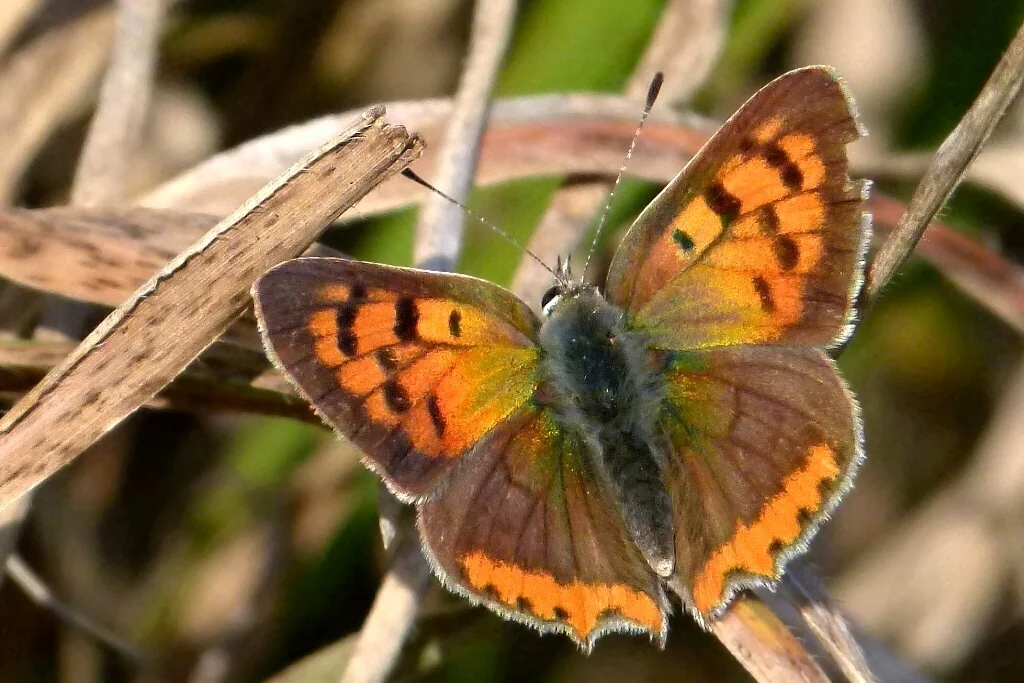 Lycaena phlaeas imago