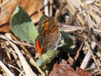 Lycaena phlaeas ova imago
