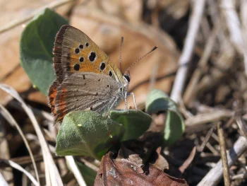 Lycaena phlaeas ova
