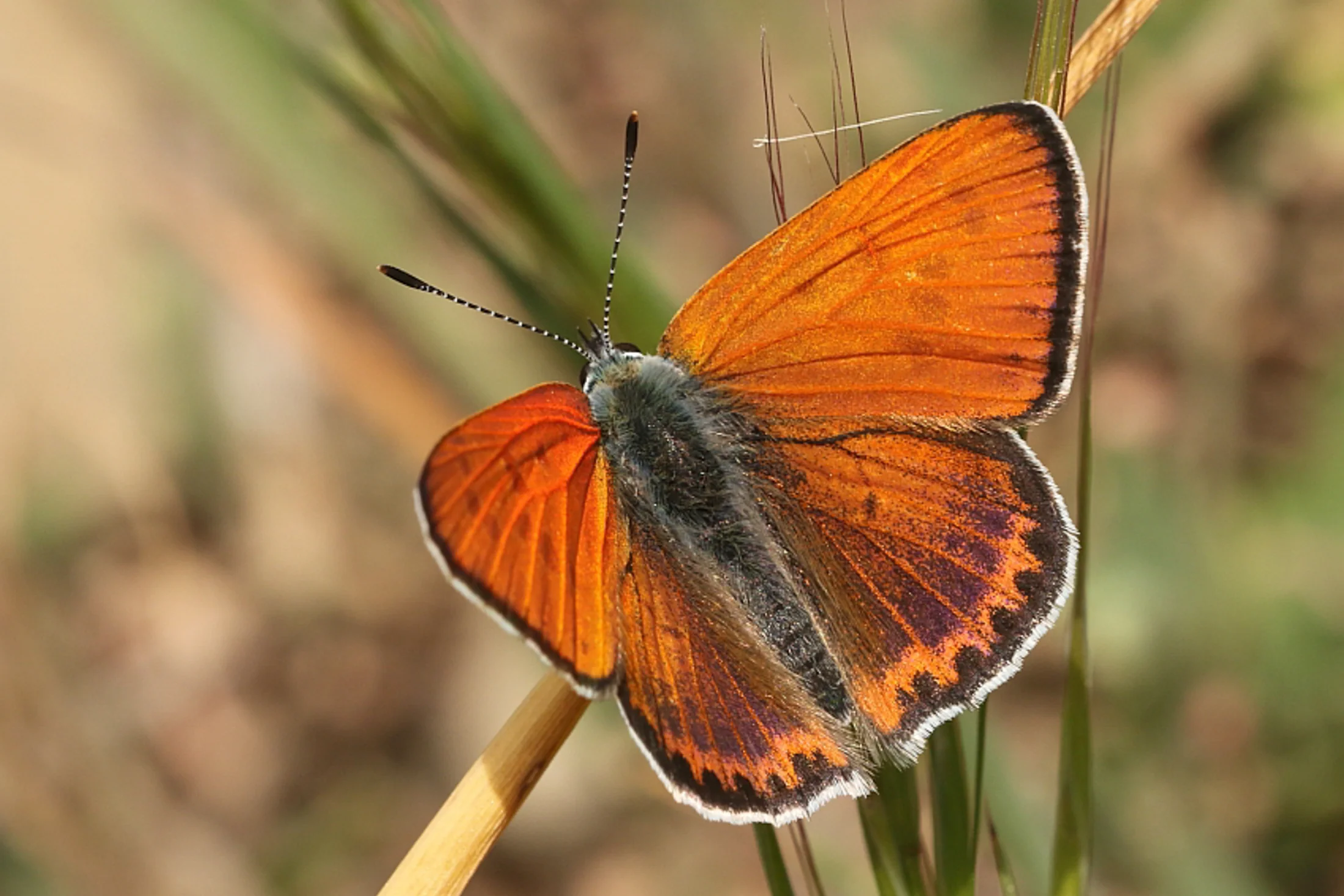 Lycaena thersamon imago