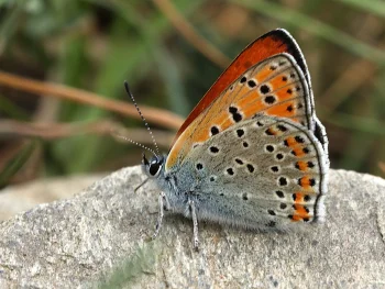 Lycaena thersamon imago