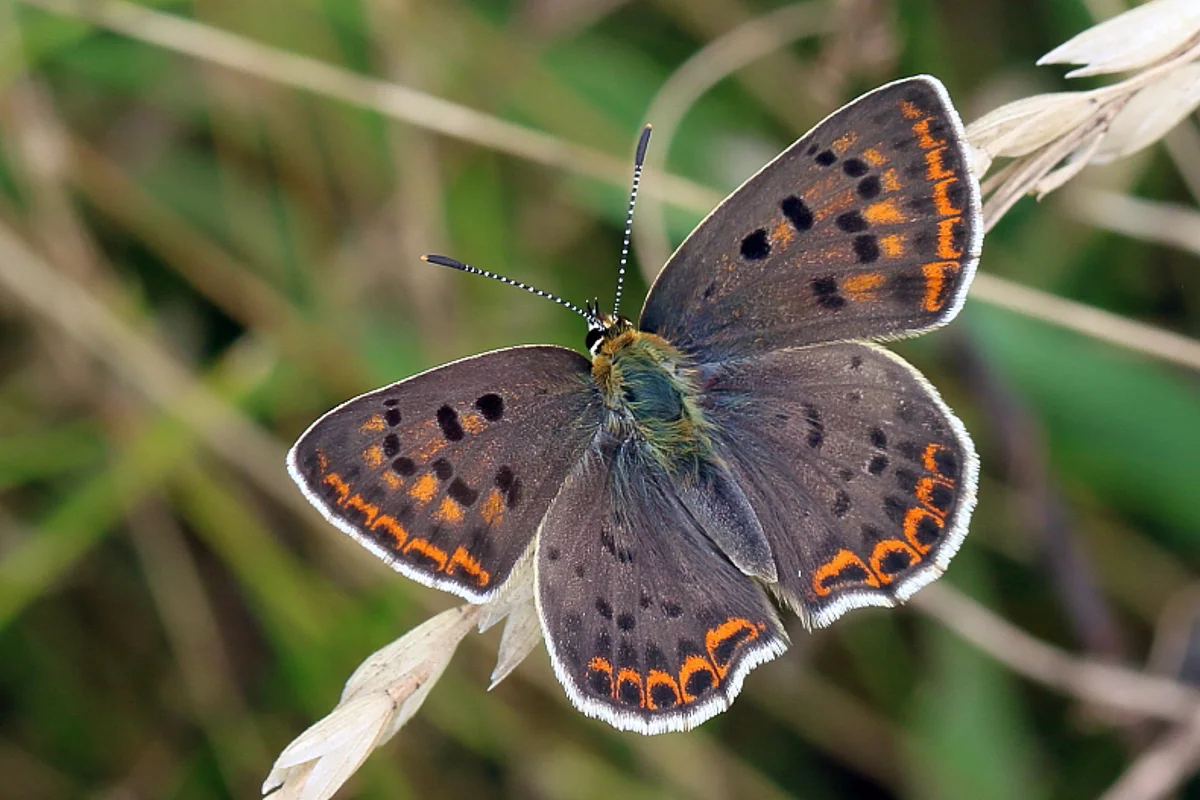 Lycaena tityrus imago