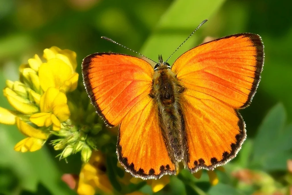 Lycaena virgaureae imago