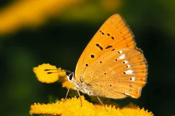 Lycaena virgaureae imago
