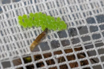 Lycia zonaria ova