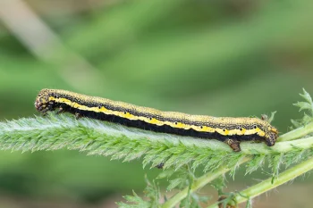 Lycia zonaria imago