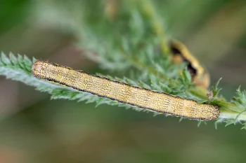Lycia zonaria larva