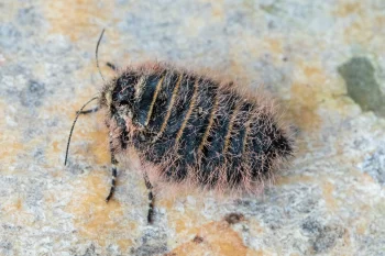 Lycia zonaria imago