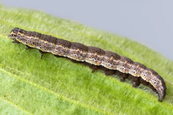 Lygephila pastinum larva