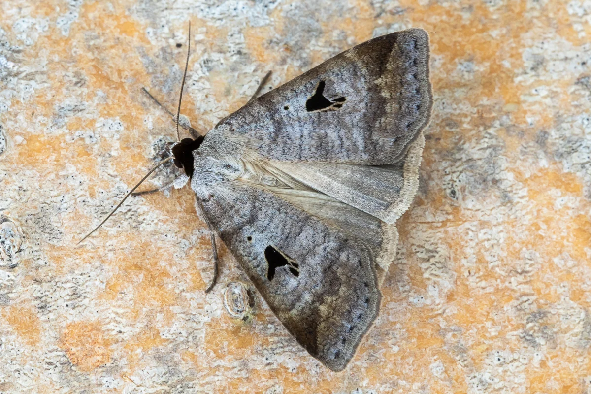 Lygephila pastinum imago