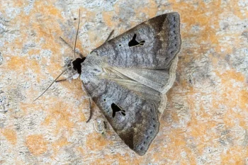 Lygephila pastinum imago