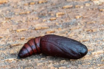 Lygephila pastinum pupa