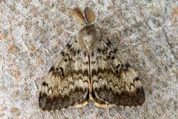 Lymantria dispar imago