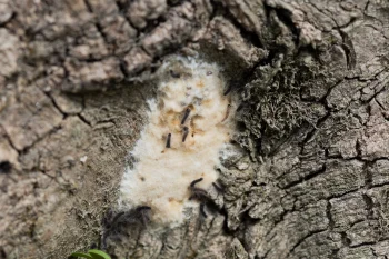 Lymantria dispar larva