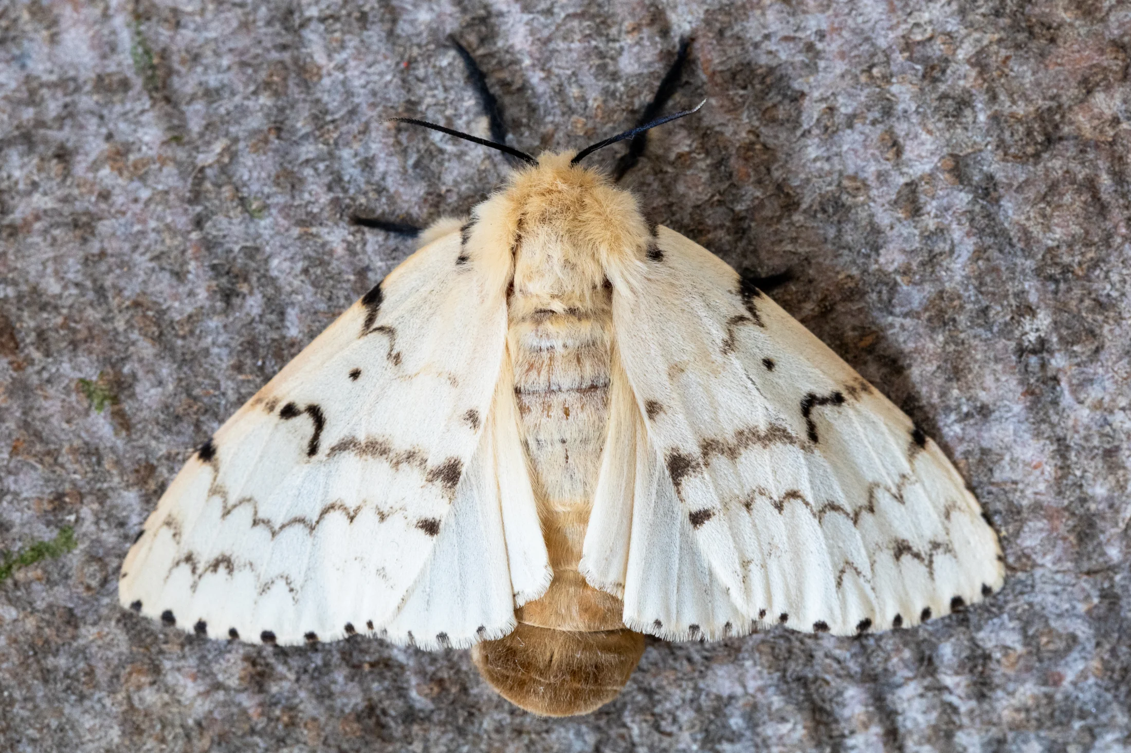 Lymantria dispar imago