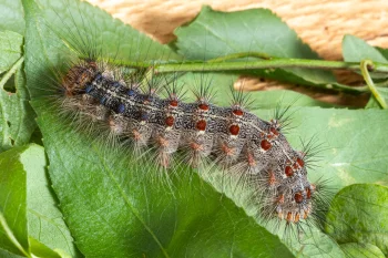 Lymantria dispar imago