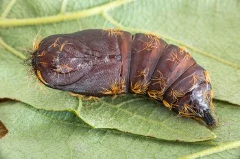 Lymantria dispar pupa