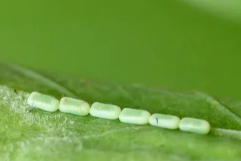 Lythria purpuraria ova