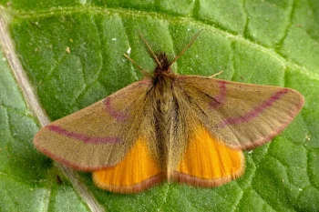 Lythria purpuraria imago