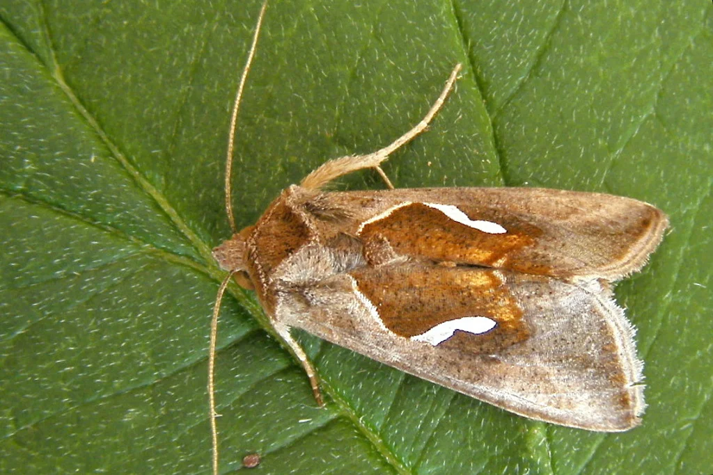 Macdunnoughia confusa imago
