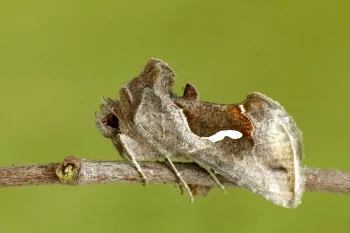 Macdunnoughia confusa imago