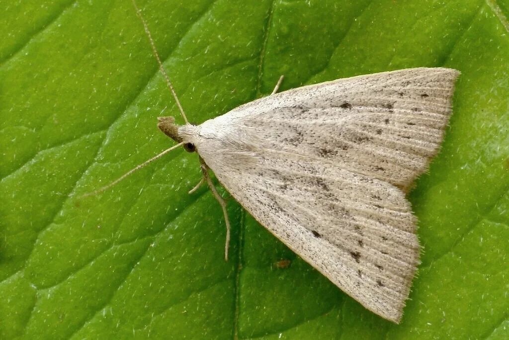 Macrochilo cribrumalis imago