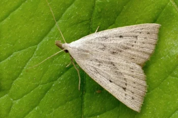 Macrochilo cribrumalis imago