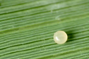 Macrochilo cribrumalis imago