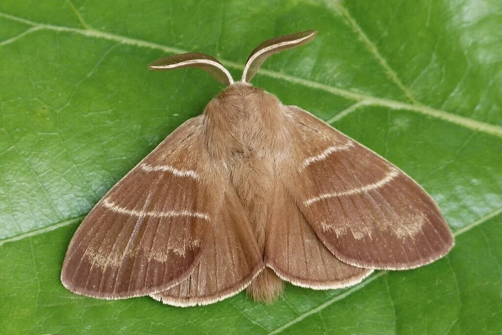 Macrothylacia rubi imago