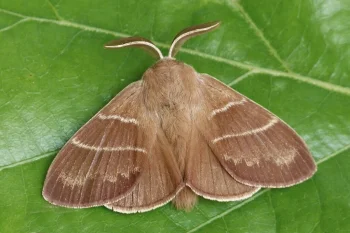 Macrothylacia rubi imago