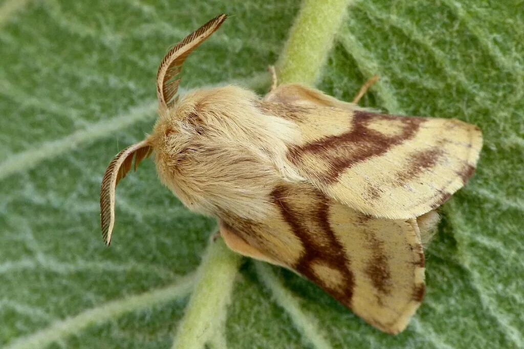 Malacosoma castrensis imago