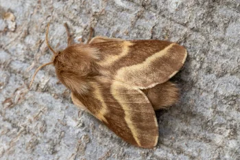 Malacosoma castrensis imago