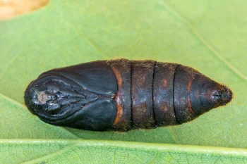 Malacosoma castrensis pupa