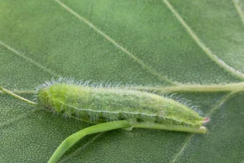 Maniola jurtina larva