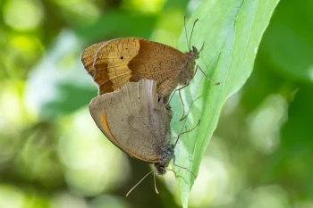 Maniola jurtina imago