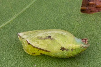 Maniola jurtina pupa