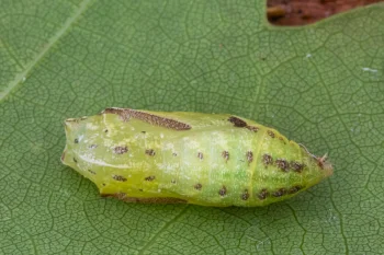 Maniola jurtina pupa