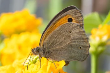 Maniola jurtina imago