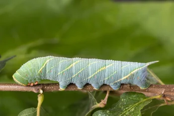 Marumba quercus larva