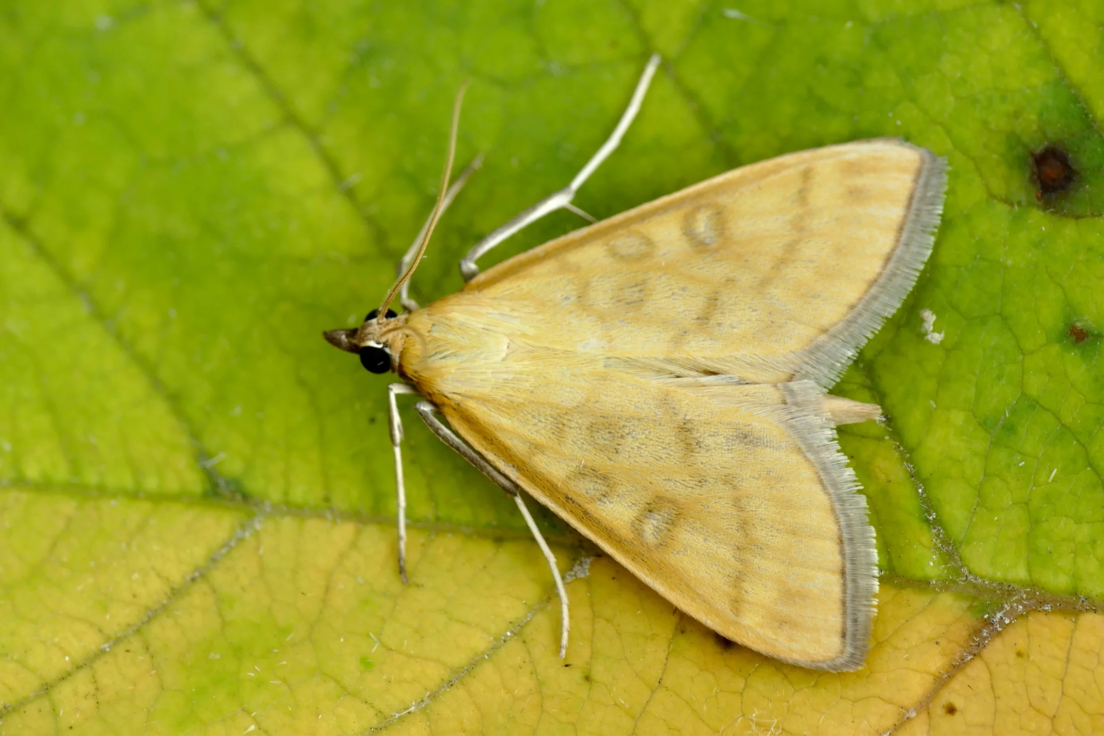 Mecyna flavalis imago