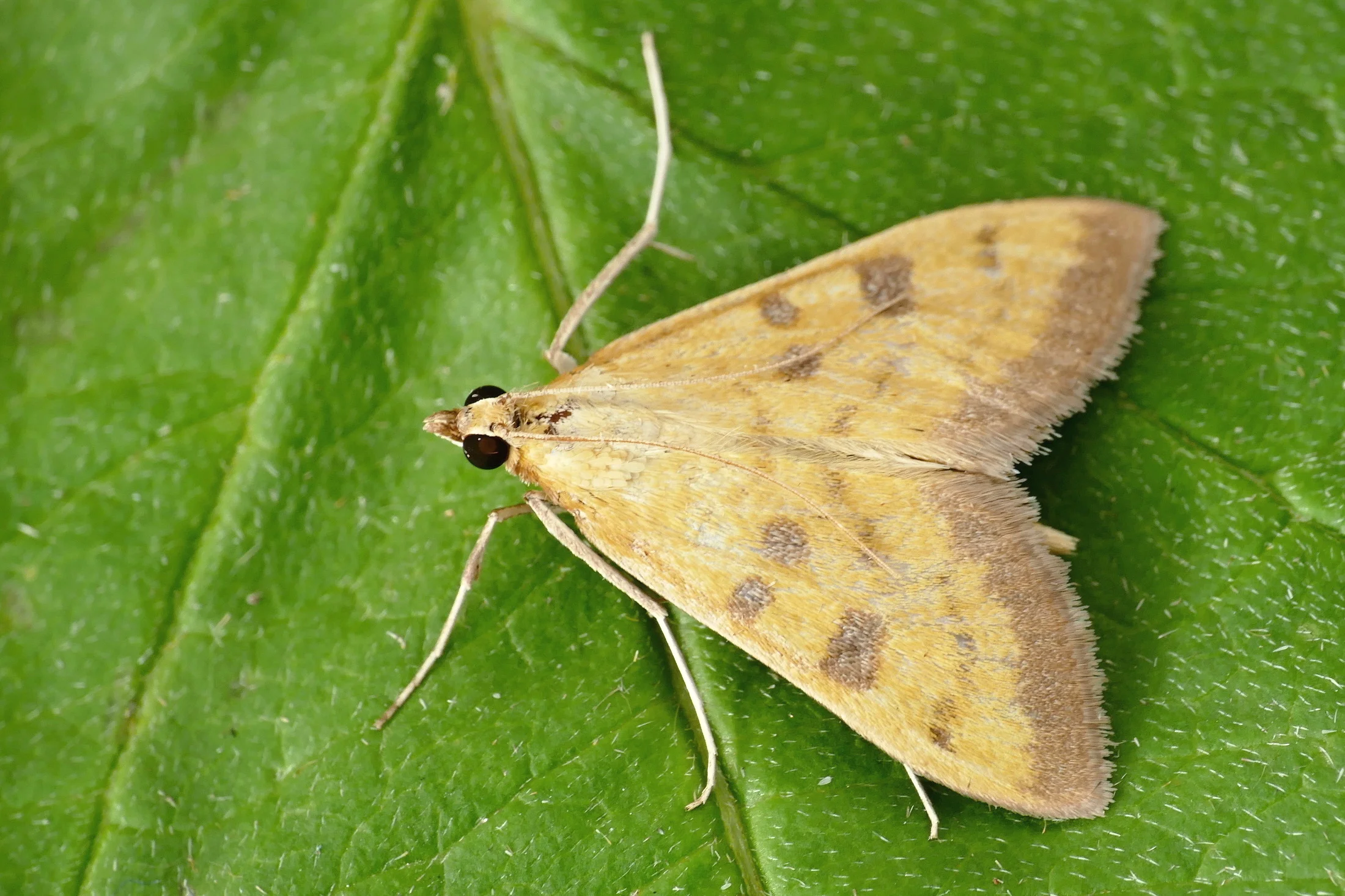 Mecyna trinalis imago