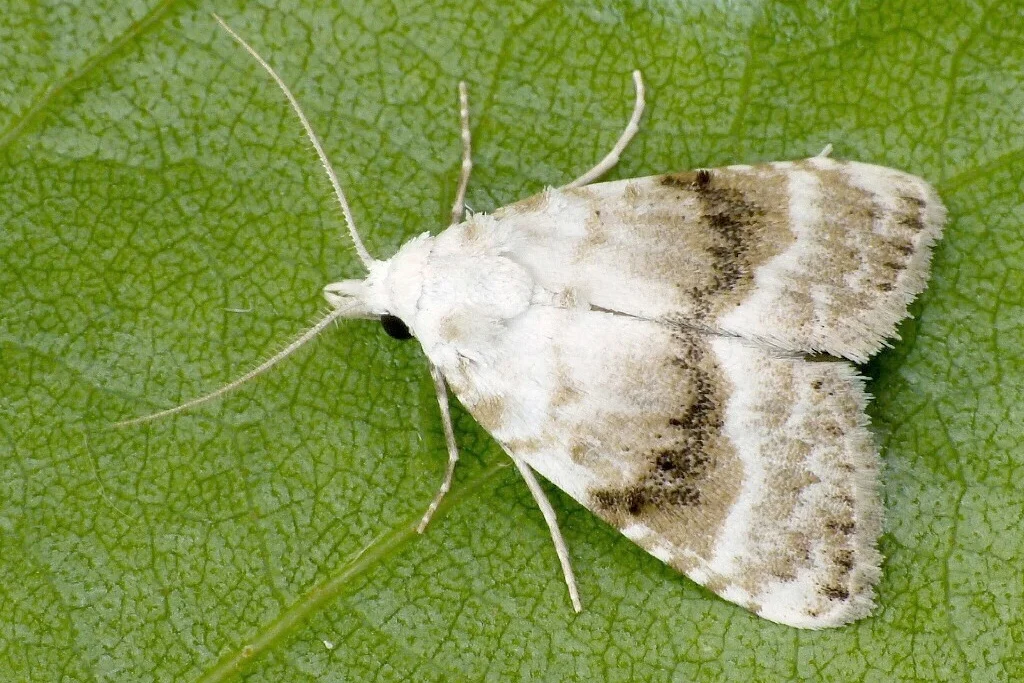 Meganola albula imago